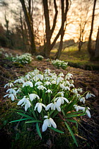 Clump of Snowdrops (Galanthus nivalis) flowering in woodland. Near village of Birchover,  Peak District National Park, Derbyshire. March