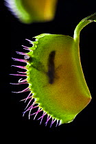 Venus Flytrap (Dionaea muscipula) leaf with trapped fly.