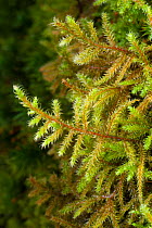 Red-stemmed Feather-moss (Pleurozium schreberi) Lake District National Park, Cumbria, UK. February.