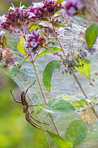 Nursery Web Spider (Pisaura mirabilis) mother on nursery web with newly emerged spiderlings. Peak District National Park, Derbyshire. UK. July.