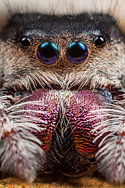 Regal Jumping Spider (Phidippus regius) female. Captive, occurs in North America.
