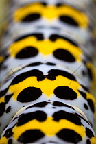 Mullein moth (Shargacucullia verbasci) caterpillar close up of patterns. Devon, UK. June.