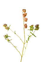 Yellow Rattle (Rhinanthus minor) ripe seed capsules on a white background in mobile field studio. Peak District National Park, Derbyshire, UK. June.