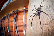 House Spider female (Tegenaria sp.) in garden shed. Derbyshire, UK, March.