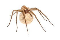 Nursery Web Spider (Pisaura mirabilis) female carrying egg sac, against a white background. Peak District National Park, Derbyshire, UK. June.