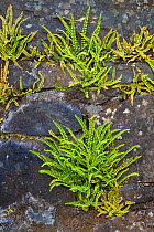 Maiden-hair Spleenwort (Asplenium trichomanus), Isle of Mull, Scotland, UK. June.