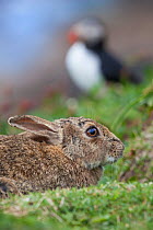 European Wild Rabbit (Oryctolagus cuniculus) with an Atlantic puffin (Fratercula arctica) in the background. Puffins will often use old rabbit burrows as a nesting site. Isle of Lunga, Treshnish Isles...