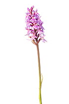 Common spotted orchid (Dactylorhiza fuchsii)  on a white background in mobile field studio. Peak District National Park, Derbyshire, UK. June.