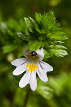 Eyebright (Euphrasia officinalis) flower, Peak District National Park, Derbyshire, UK. June.