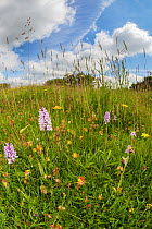 Common Spotted Orchids (Dactylorhiza fuchsii) and Bee Orchid (Ophyris apifera) in lowland calcareous grassland habitat. Peak District National Park, Derbyshire, UK. June. Taken with fisheye lens.
