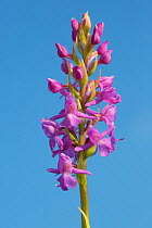 Fragrant Orchid (Gymnadenia conopsenea) Peak District National Park, Derbyshire, UK. July.