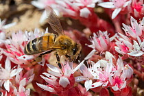 Honey Bee (Apis mellifera) worker feeding on English stonecrop (Sedum anglicum) flowers. Devon, UK. June.