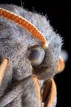 Poplar Hawkmoth (Laothoe populi) male, detail showing compound eye. Derbyshire, UK. July.