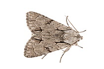 Grey Dagger (Acronicta psi) moth, Peak District National Park, Derbyshire, UK. June.