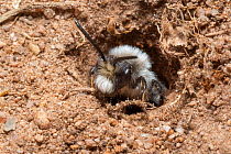 Ashy Mining Bee (Andrena cineraria) burrowing in sand. Peak District National Park, Derbyshire. May.