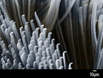 Hairs on the foot pad of a tarantula shown on false-colour scanning electron micrograph (SEM.  The hairs are finely divided and their large surface area enables the tarantula to grip smooth surfaces.