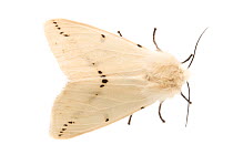 Buff Ermine moth (Spilosoma luteum) male, on a white background in a mobile field studio. Devon, UK. June.