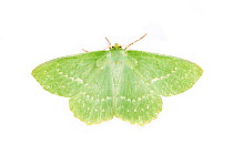 Large Emerald (Geometra papilionaria) moth on a white background. Peak District National Park, Derbyshire, UK. July.