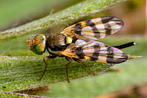 Picture Wing Fly (Urophora sp.) Peak District National Park, Derbyshire, UK. June.