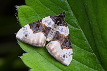 Purple Bar (Cosmorhoe ocellata) moth, Peak District National Park, Derbyshire, UK. June.