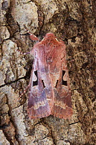 Hebrew Character (Orthosia gothica) moth. Peak District National Park, Derbyshire, UK. April.