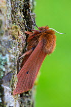 Ruby Tiger moth (Phragmatobia fuliginosa) Oxfordshire, UK. July.
