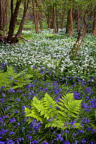 Wild garlic / Ramsons (Allium ursinum) and Bluebells (Hyacinthoides non-scriptus) flowering in deciduous woodland, Peak District National Park, Derbyshire, UK, May