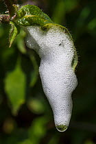 Cuckoo-spit, a protective foam secreted by the nymph of the Common froghopper (Philaenus spumarius). Devon, UK. June.