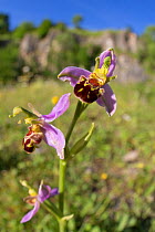 Bee Orchid (Ophyris apifera) in disused limestone quarry habitat. Peak District National Park, Derbyshire, UK. June.