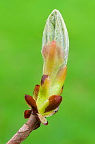 Horse Chestnut (Aesculus hippocastanum) bud. Peak District National Park, Derbyshire, UK. April.