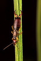 Common Earwig male (Forficula auricularia) on plant stem at night. Derbyshire, UK. August.