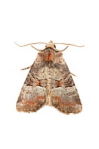 Rosy Minor (Mesoligia literosa) moth on a white background. Peak District National Park, Derbyshire, UK. July.