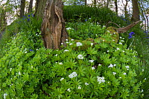 Sweet Woodruff (Galium odoratum) growing in deciduous woodland. Peak District National Park, Derbyshire, UK. May.
