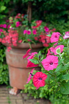 Pink petunias (Petunia sp.) in pots. UK, June.