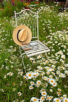 Garden chair and hat amongst ox-eye daises (Leucanthemum vulgare), UK, June.