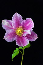 Clematis Rampicanti flower. UK, June.