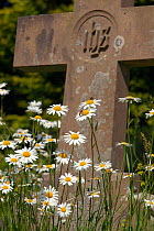 RF- Ox-eye daises (Leucanthemum vulgare) growing in Churchyard. Norfolk, UK, May. (This image may be licensed either as rights managed or royalty free.)