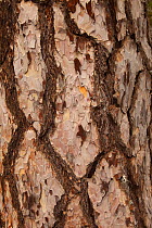 Ancient black pine (Pinus nigra) trunk, Troodhos National Park, Cyprus, May.