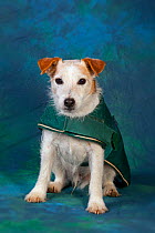 Jack Russell Terrier in winter coat, studio portrait.