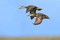 Gadwalls (Anas strepera) in flight over Cley marshes, Norfolk, UK, June.