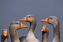 Greylag geese (Anser anser). Cley, Norfolk, UK, March. Digital composite.