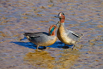 Teal (Anas crecca) males fighting on mudflats. Titchwell, Norfolk, UK, March.