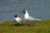 Black-headed gulls (Larus ridibundus) performing courtship display. Norfolk, UK, March.