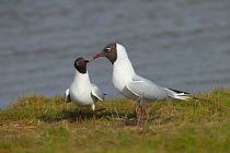Black-headed gulls (Larus ridibundus) performing courtship display. Norfolk, UK, March.