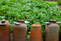 Old terracotta forcing pots on rhubarb patch. UK, June.