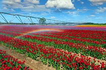 Tulips (Tulipa sp.) being irrigated during dry Spring weather. Swaffham, Norfolk, April 2014.
