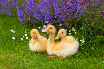 A brood of domestic ducklings at a week old. UK, June.