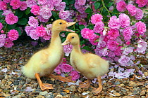 Two domestic ducklings at a week old. UK, June.