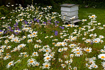 Traditional bee hive in cottage garden, UK, June.