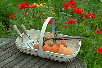 Trug containing flower pots and gardening tools, UK, June.